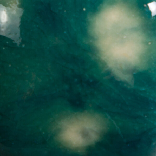 CG0974 - Bloomin' Blue 'Jungle Gems'