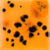 CG01013 - Papaya 'Jungle Gems'