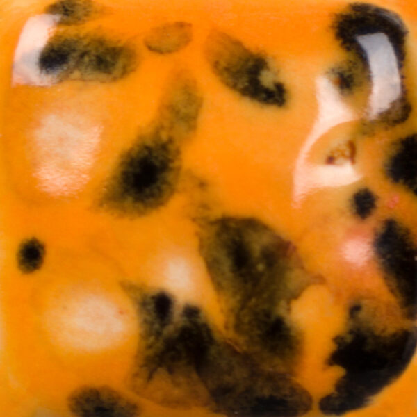 CG01013 - Papaya 'Jungle Gems'
