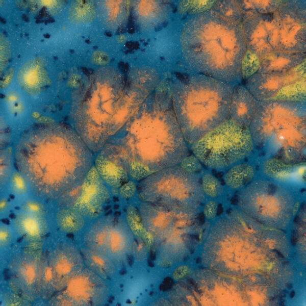 CG0983 - Koi Pond 'Jungle Gems'