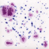 CG1011 - Frosted Berries 'Jungle Gems'