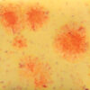 S2729 - Citrus Splash 'Jungle Gems'