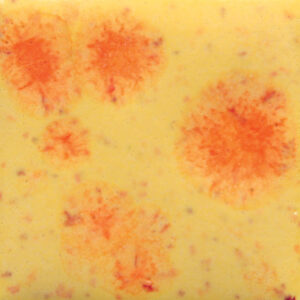 S2729 - Citrus Splash 'Jungle Gems'